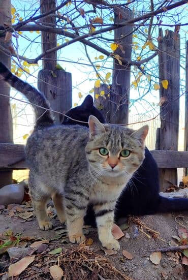 Беспородная, 6 месяцев, Девочка, Серый