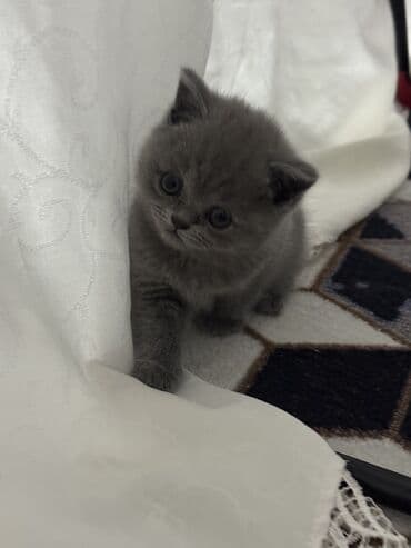 коты г ош: Только одна осталась ( девочка) Шотландские котята (/страйт) серого — 3