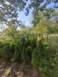 садовые инструменты: Саженцы деревьев: Туи, Бесплатная доставка — 12