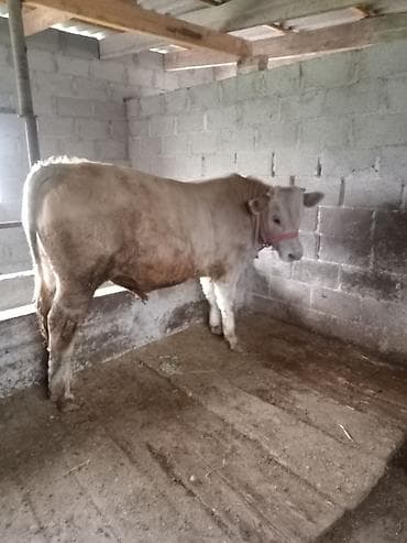 цена бычка: Продаю | Бык (самец) | Шароле | На откорм | Привязанные — 4