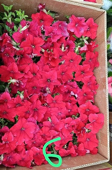 купить цветы петунии: Рассада цветочных однолетников для клумб и балконных ящиков. В — 10