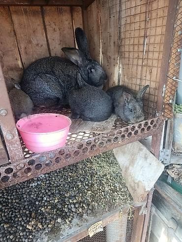 бык бельгийский: Продаю | Крольчата | Серый великан, Фландр | На забой, Для разведения — 4