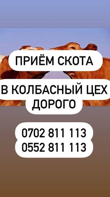 мала сатылат: Сатып алам | Уйлар, букалар | Бордоп семиртүү үчүн — 1