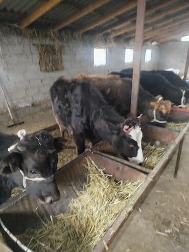 пекинес щенок: Продаю | Бык (самец) | На откорм | Привязанные — 1