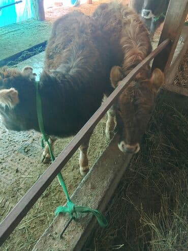 продаю лошадь: Продаю | Тёлка | Полукровка, Алатауская | Для разведения | После отела — 9