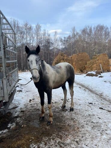 ветеринар выезд: Продаю | Конь (самец) | Рабочий, Конный спорт — 1