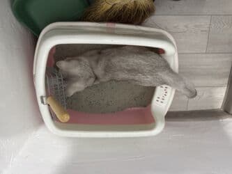 собака бульдок: Британская короткошёрстная, 3 месяца, Девочка, Серебристая шиншилла, Приучена к лотку — 7