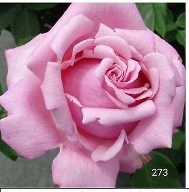 Садовая мебель: Корни роз — 9