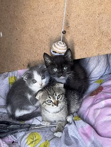 вязка коты: Котята, помет из трёх малышей. ОСТАЛСЯ ЧЕРНЫЙ КОТЕНОК!!! Описание: - — 2
