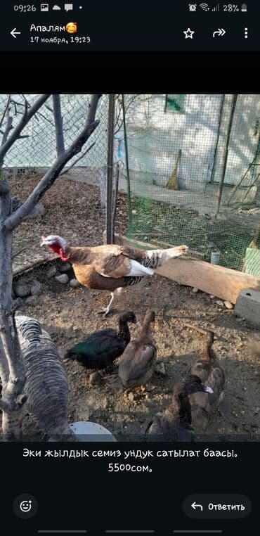 дом для кроликов: Продаю | Индюк (самец) | Для разведения | Племенные — 1