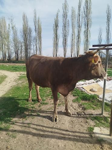 сколько стоит 1 корова: Продаю | Корова (самка) | Для молока | Привязанные — 5