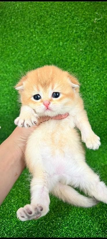 Продажа кошек: Шотландский вислоухий котёнок (скоттиш-фолд), окрас золотая шиншилла — 7
