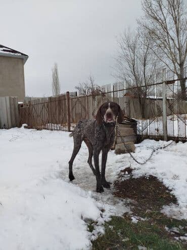 породы собак в бишкеке: Продаю чистокровный курцхар охотничий ишет в стойку встает в машину — 6