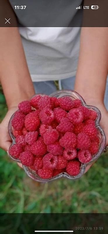 моно моно: Малина В розницу — 4
