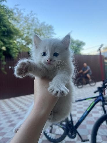 животные на продажу: Котята, домашние. На фото — пушистые малыши светлого (кремового и — 2