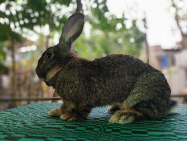 кролик рекс: Продаю | Кролик самец | Фландр | Для разведения | Племенные — 3