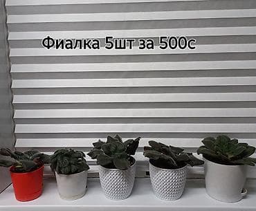 Фиалки и глоксинии: Фиалки (сенполии) в горшках. Доступные наборы: - 14 шт — 1500 с - 5 — 2