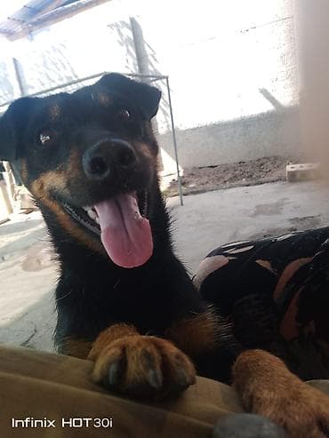 уайт терьер: Ягдтерьер, 7 месяцев, Самка — 5