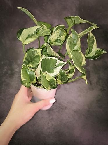 Комнатные розы: Эпипремнумы Энджой и Marble Queen 1-е фото Энджой 400с 2-е фото — 1