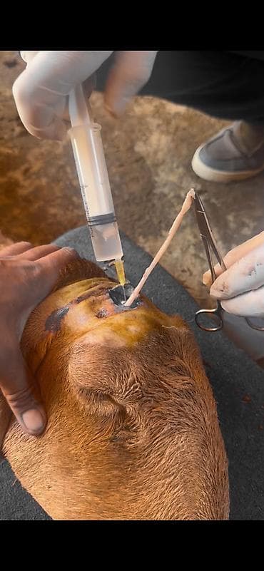 Үй жаныбарлары: VetProKg — ветеринарная клиника и выездная служба для — 2