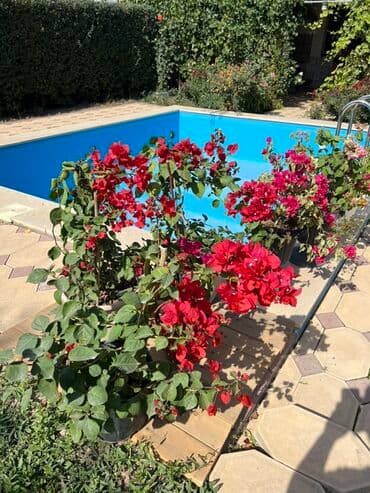 садовые качели фото цены: Это бугенвиллия 🌺 — роскошное растение с яркими алыми прицветниками — 3