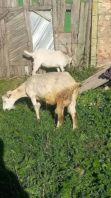 продаю тёлка: Продаю | Коза (самка) | Полукровка | Для молока | Племенные — 1