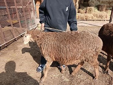 дом животные: Продаю | Овца (самка) | Для разведения | Матка — 6