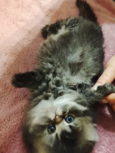 дом для кошек: Остался 1 котенок 1 месяц перситский . умненький к лотку — 4