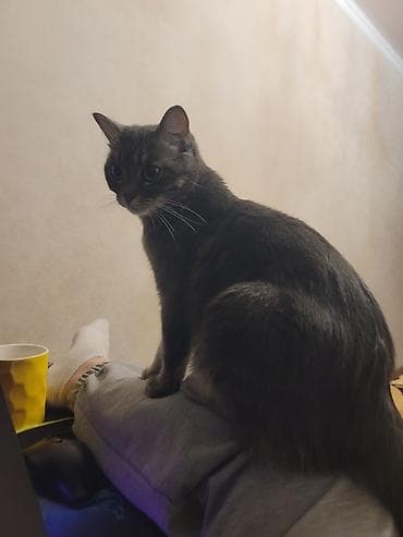 ловит мышей: Кошка даром: Беспородная, 2 года, Девочка, Приучена к лотку — 1