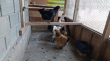 курица тушка: Продаю | Куры | Брама | Для разведения — 2