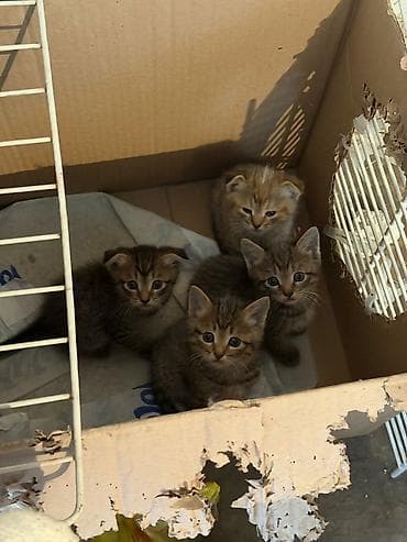 Милые котята тигрового окраса - Помёт из четырёх котят: классические — 2