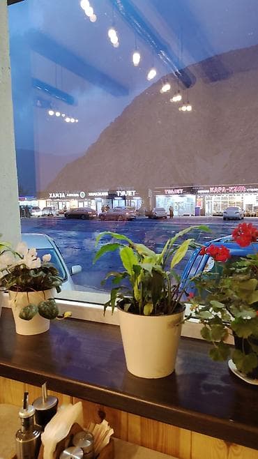 драцена цветок: Комнатные растения в горшках - Разные виды декоративной зелени для — 1