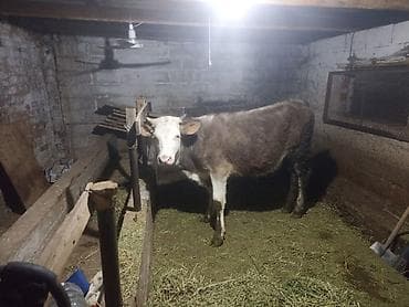 животные собаки: Продаю | Тёлка | Алатауская | На откорм | Привязанные — 1