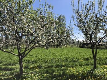 нижный аларча участок: 8 соток, Для строительства, Красная книга — 4