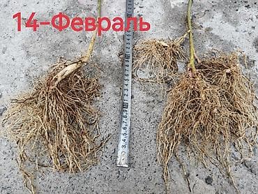 липа саженцы: Саженцы ежевики (безшипные крупноплодные сорта) - Посадочный материал — 7