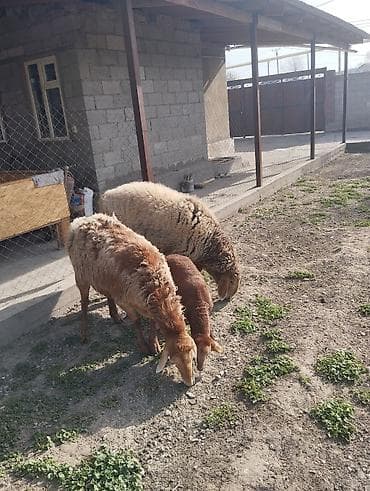 бараны продажа: Продаю | Овца (самка) | Арашан | Для разведения | Матка — 5