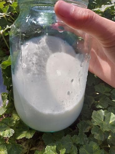 молочные продукты: 🐐 Табигый эчкинин сүтү сатылат! 🥛 Жаңы саалган, таза жана сапаттуу — 2