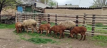 ячмень цена: Продаю | Овца (самка) | Полукровка | Для разведения | Матка — 4