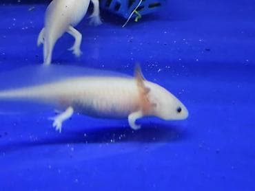 тай чика: Аксолотли (Ambystoma mexicanum), ручные морфы: - Альбино/люцистик — 2