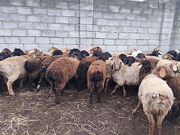 орпингтон мраморный: Продаю | Овца (самка) | Для разведения — 4