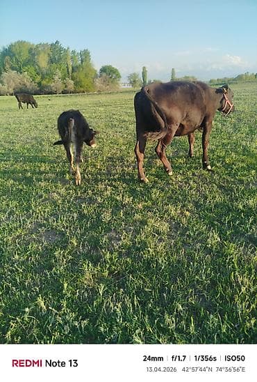 рыба гарбуша: Продаю | Корова (самка) | Для разведения | Привязанные — 3