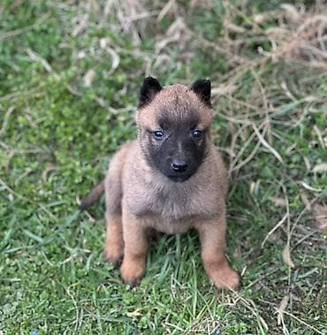 Продажа собак: Бельгийская овчарка, 2 месяца, Самка — 1