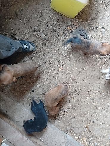 щенки ягдтерьера: Щенки помеси (метисы), помет из 5 малышей. Окрас преимущественно рыжий — 5