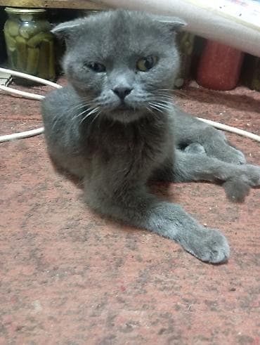 бекер уй: Шотландская вислоухая кошка, окрас — сплошной серый (blue). Плюшевая — 2