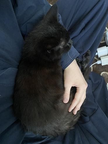 шотландская кошка скоттиш страйт: Скотиш Страйт (Шотландская прямоухая), 7 месяцев, Мальчик, Черный, Приучена к лотку, Проглистована — 3