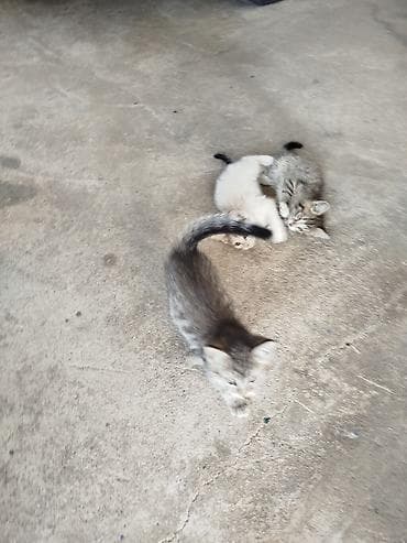 Кошки: Котята отдам даром Котята домашние, короткошёрстные. Самостоятельно — 1
