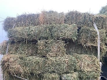 саман сено: Продаю тюки Чоп сатылат Сено в тюках - Прессованные прямоугольные — 2