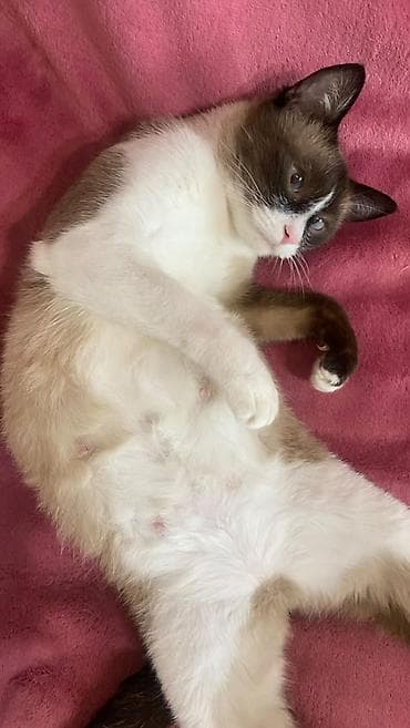 Үй жаныбарлары: Котята Тайские,3 мальчика и 1 девочка. На последней фотке мама котят — 7