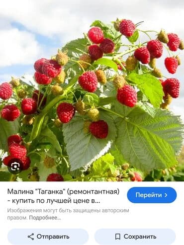 продаю кукурузы: 🔥 Саженцы малины “Таганка” — крупная, сладкая, ароматная! Кусты — 4
