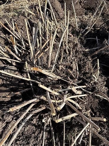 глицерол удобрения: Саженцы малины. Малина. - Кустовая малина с мощной корневой порослью — 3